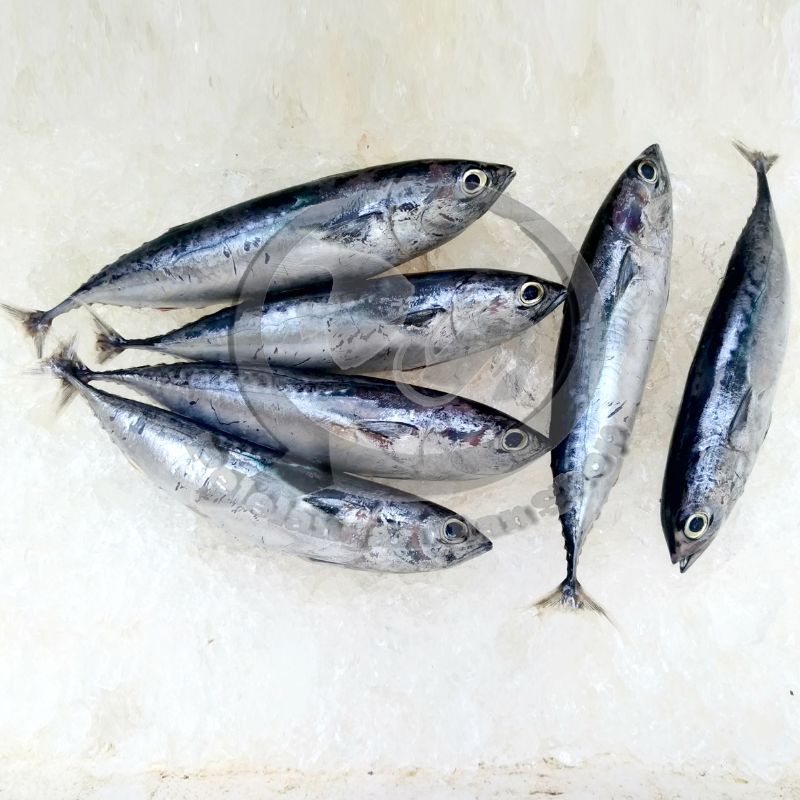 Ikan Tongkol segar 1 kg