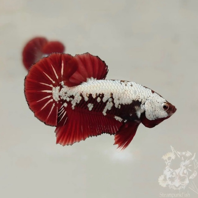 Cupang red samurai metalic series