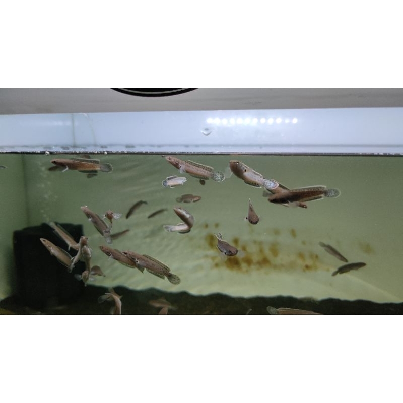 channa Limbata butterfly pure CB 3-5 cm kualitas