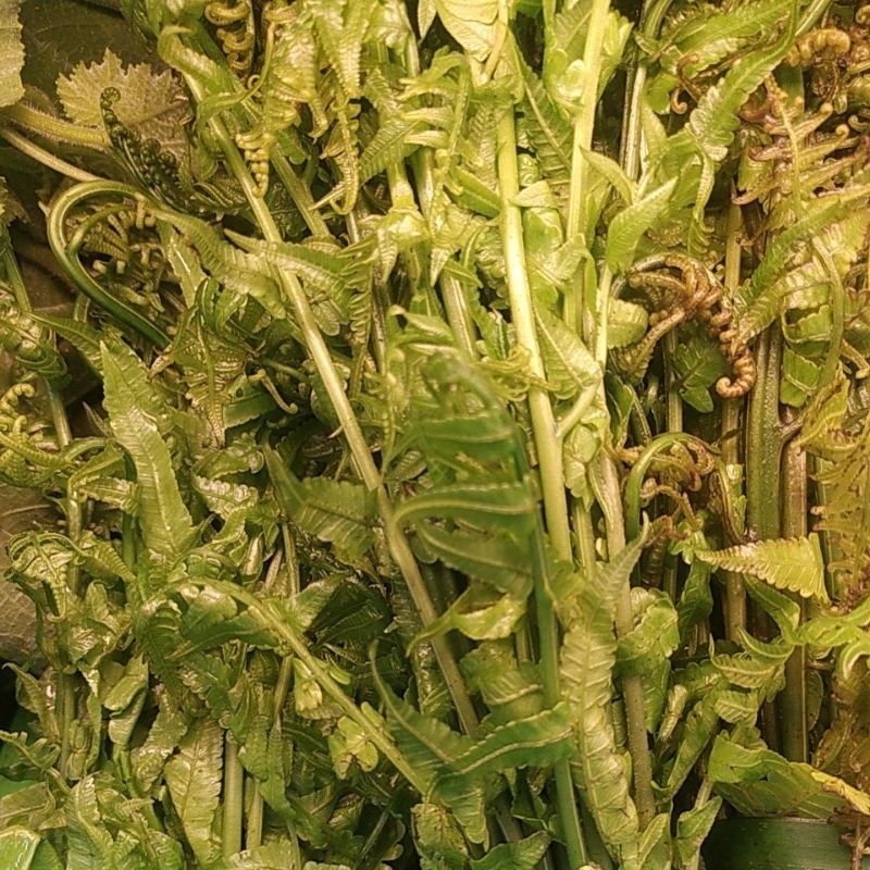 

Pakis Sayur Segar Denpasar Bali