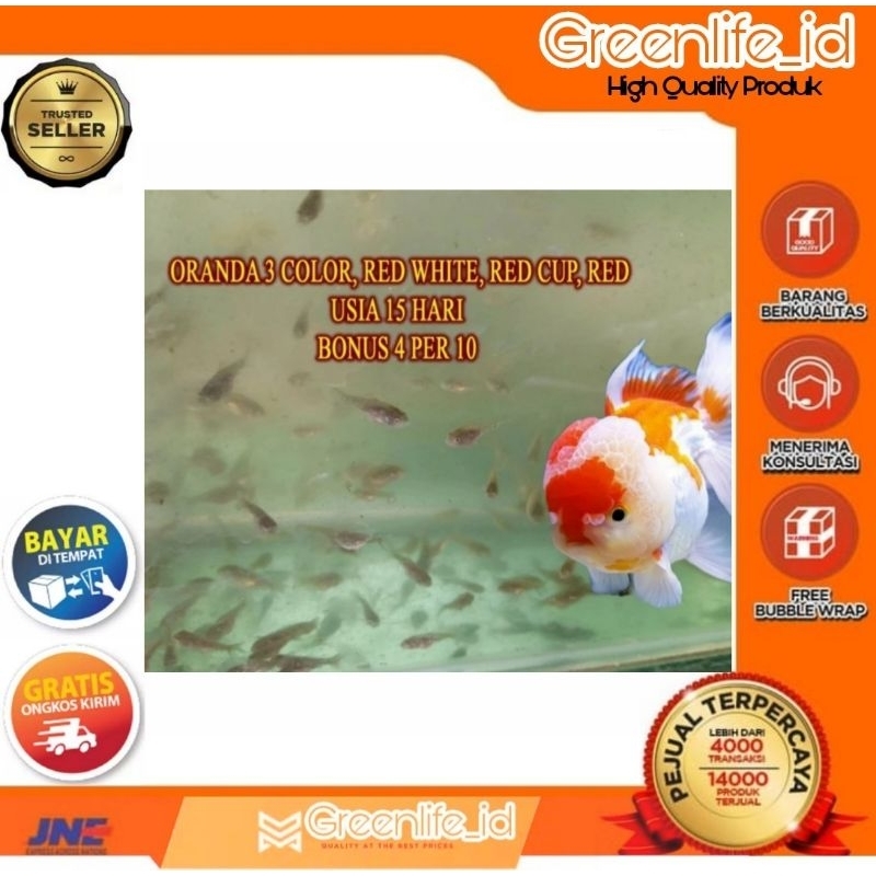 Bibit Ikan Koki Oranda Hiasan Aquascape Iklan Mas Koki Oranda 15 hari bonus 3/10