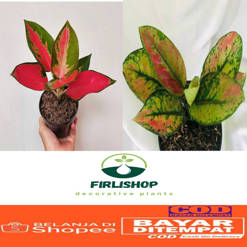 Paket isi 2 Aglonema redkochin,heng heng / Pohon hidup berdaun segar/ Tanaman berdaun rimbun