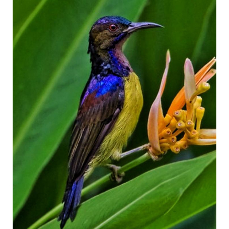KOLIBRI KELAPA JANTAN