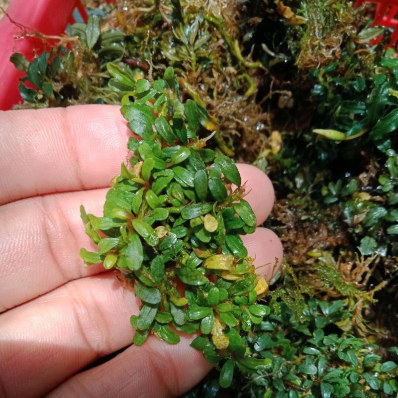 Bucephalandra super mini micro