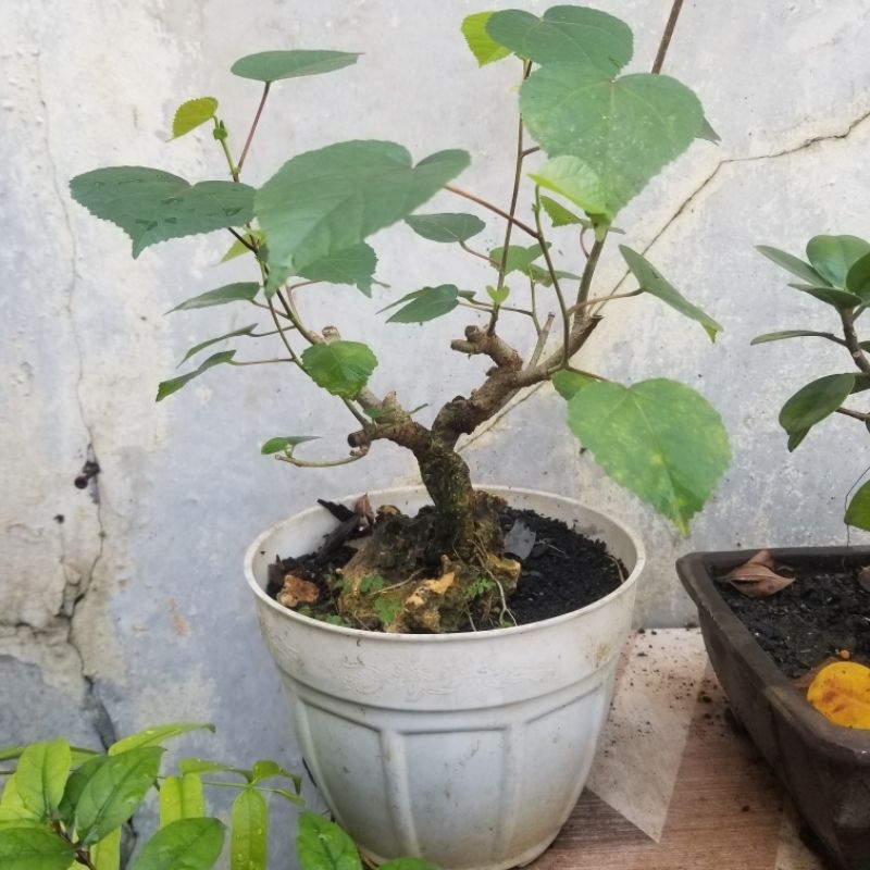 Bahan bonsai waru lokal