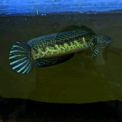 PLASTIK AURANTI 30CM UP FMALE