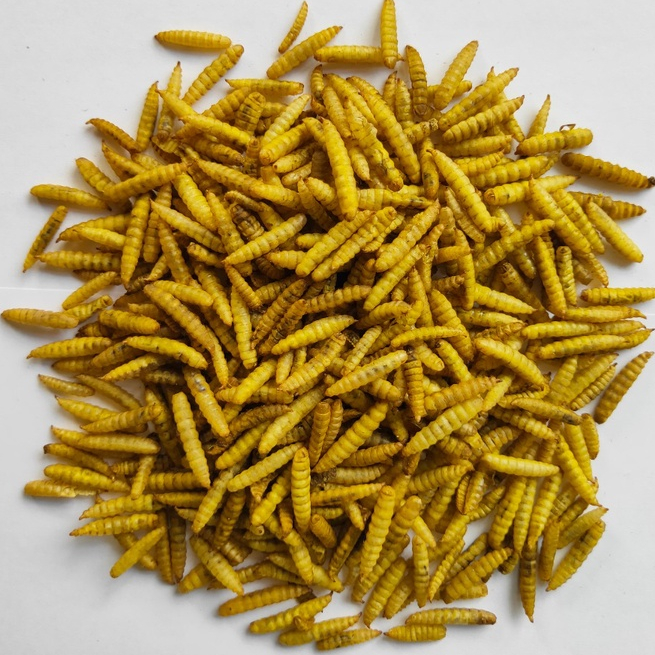 Maggot Kering ( pakan koi ) Termurahh