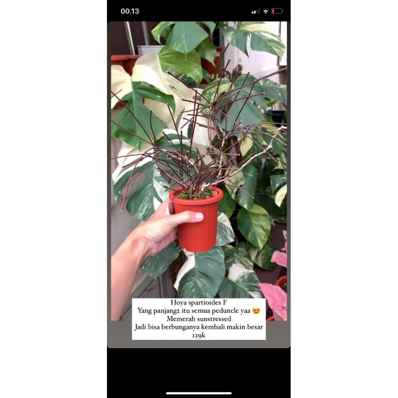 Hoya spartioides dll (Pesanan Mbak Dyah)