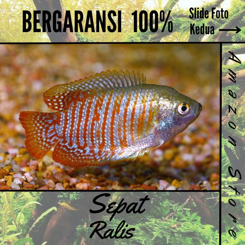 Ikan sepat Ralis