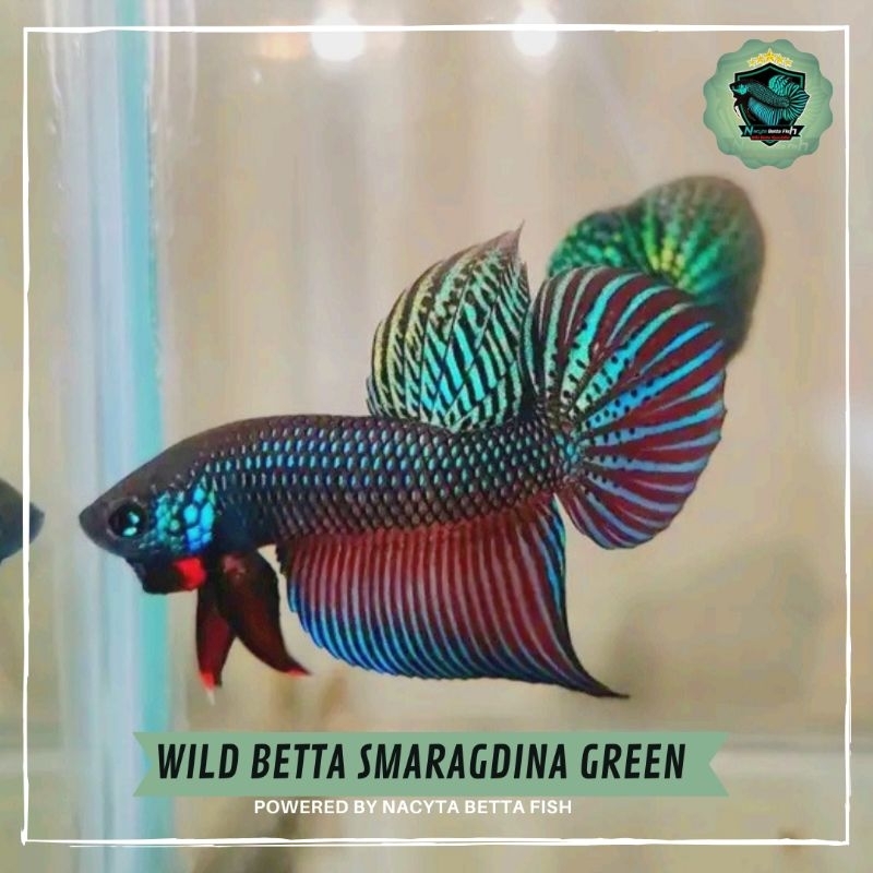 Wild Betta Smaragdina Green