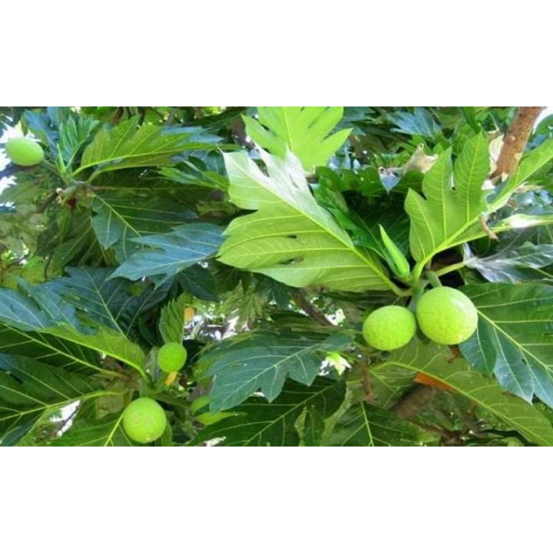 

DAUN SUKUN SEGAR 500G