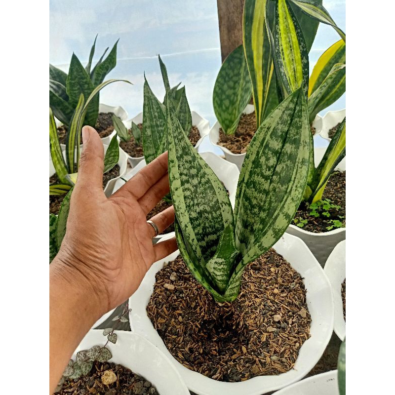 sansevieria moonshine mutasi