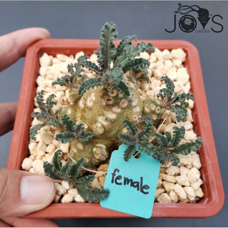 Tanaman Sukulen : Dorstenia lavrani Female