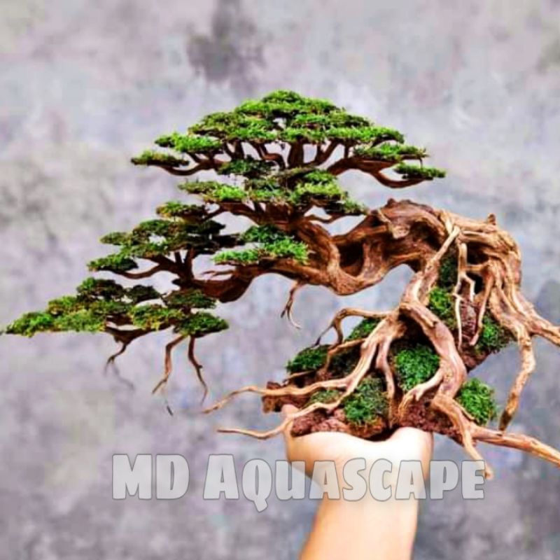 Bonsai Aquascape Akuarium Doyong Bonus Moss Weeping