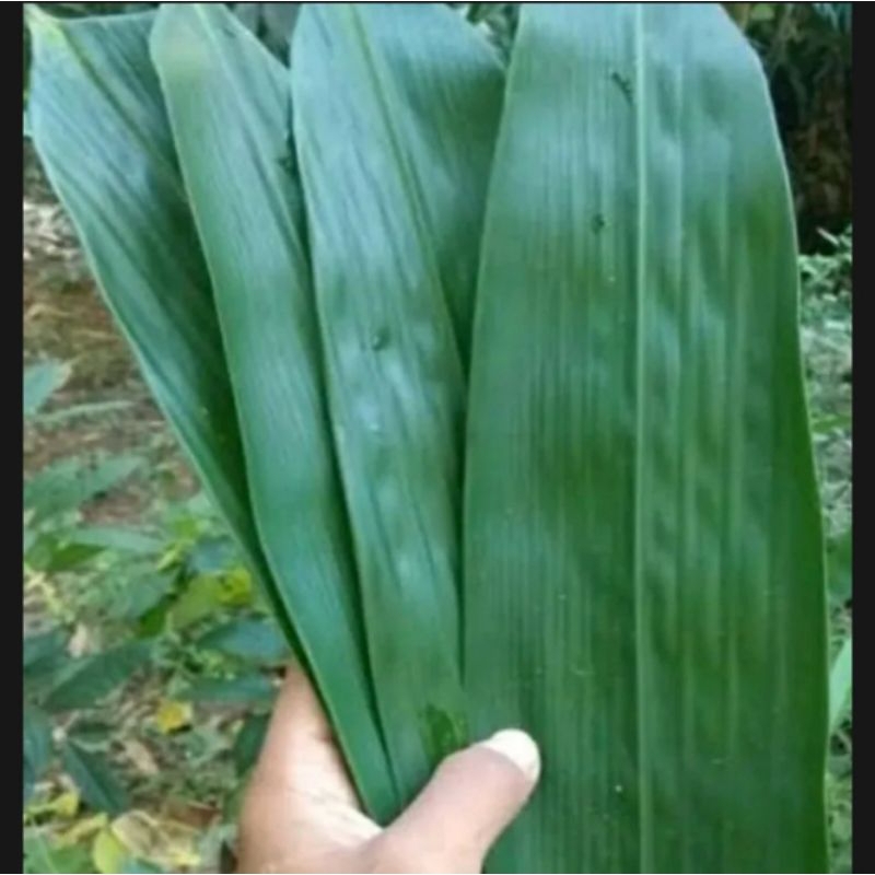 

1000 lembar daun bambu lebar dan panjang segar di petik saat di order dijamin segar