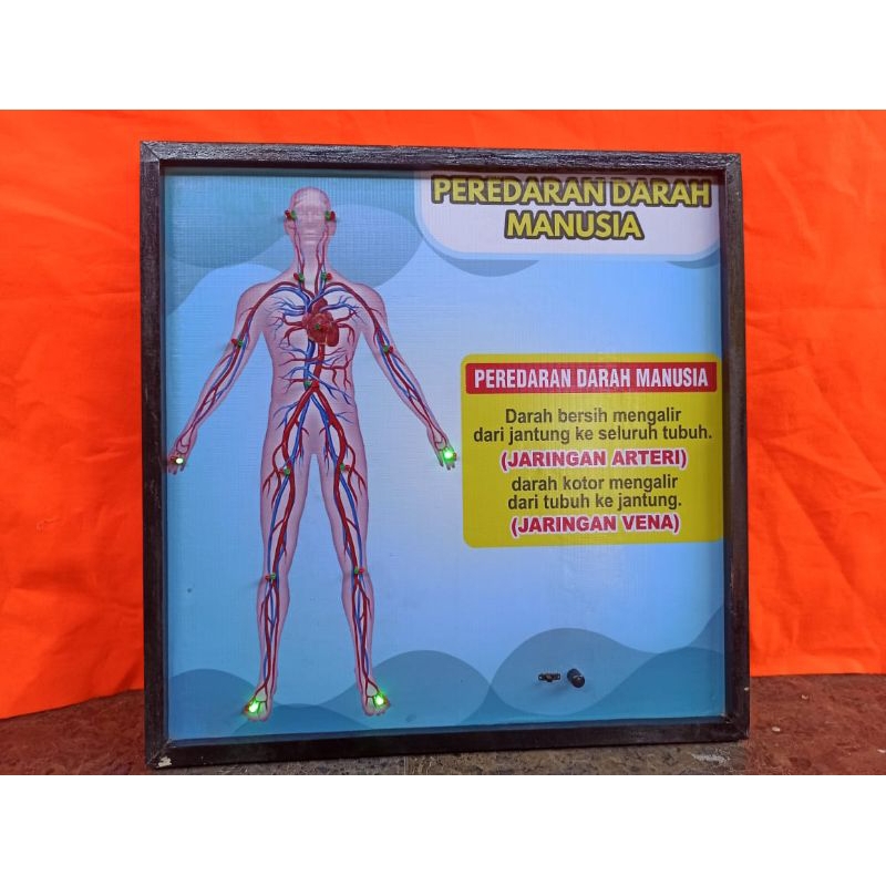 

penampang peredaran darah dan peredaran darah elektrik