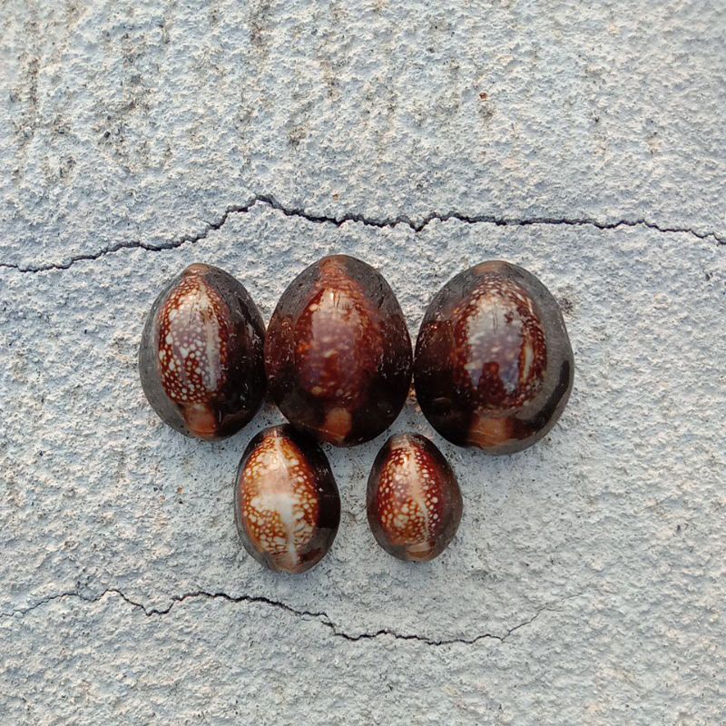 kerang kuwuk hitam asli 100 gram murah