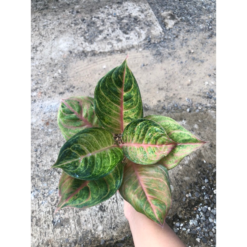 Aglaonema Susan