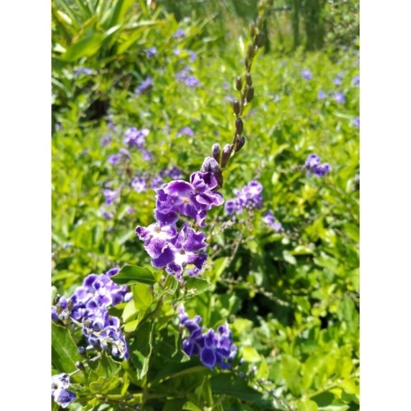bunga duranta erecta ungu/golden dewrops ungu