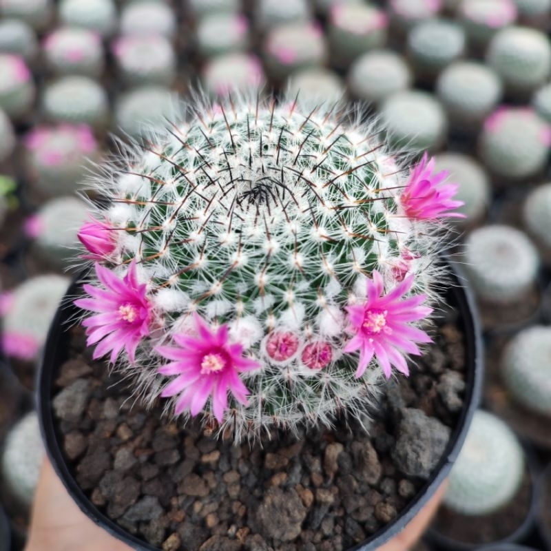 Mammillaria Woodsii | D 10 Cm | Kaktus