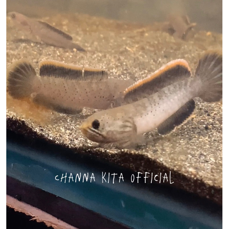 LIMBATA CB LOKAL BALI GRADE A