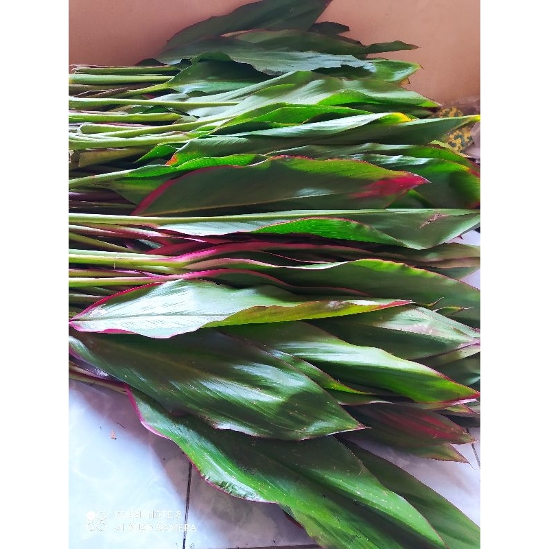 

daun hanjuang bungkus bacang per 2 kg