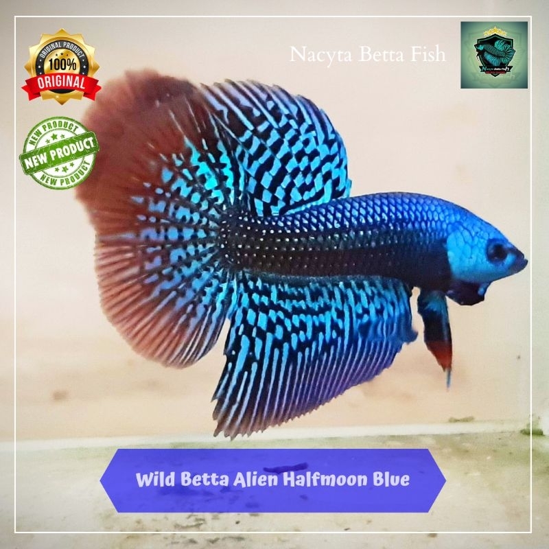 Wild Betta Alien Halfmoon