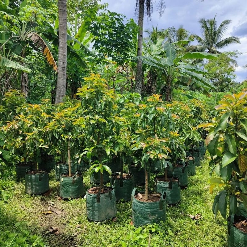 Bibit Tanaman Alpukat Kelud-Subang Tinggi 1 Meter Up Batang Besar Dan Rimbun Cepat Berbuah