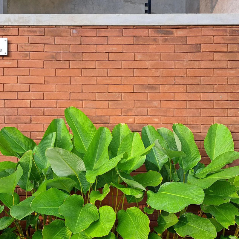 Calathea Lutea / calathea luthea