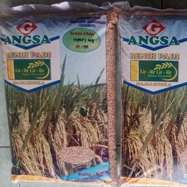 Benih Bibit Padi Inpari 49 Terbaru