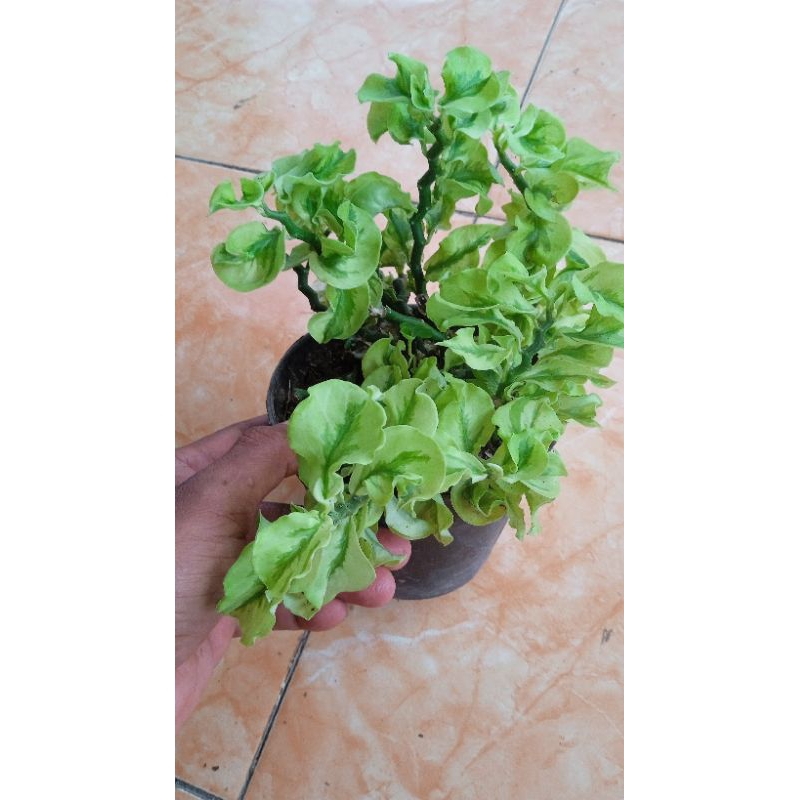 bungan gantung patah tulang