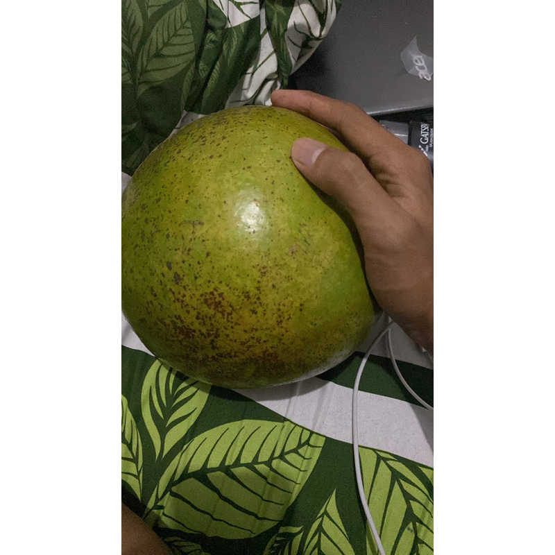 

Jual buah Eksotik, buah maja