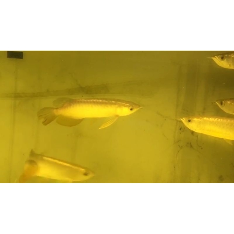 arwana golden crosback 20cm