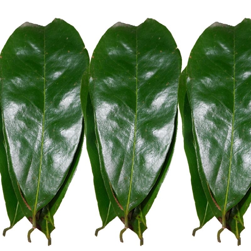 

Daun Sirsak Segar - Daun Sirsak Fresh Organik Per 100 Lembar