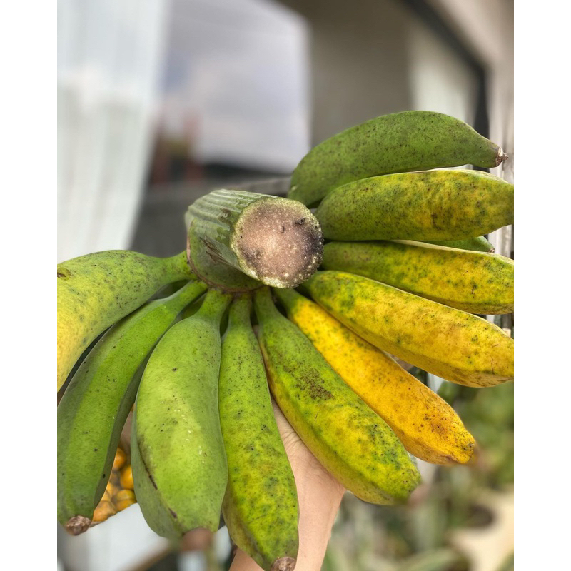 BIBIT PISANG RAJA SUPER