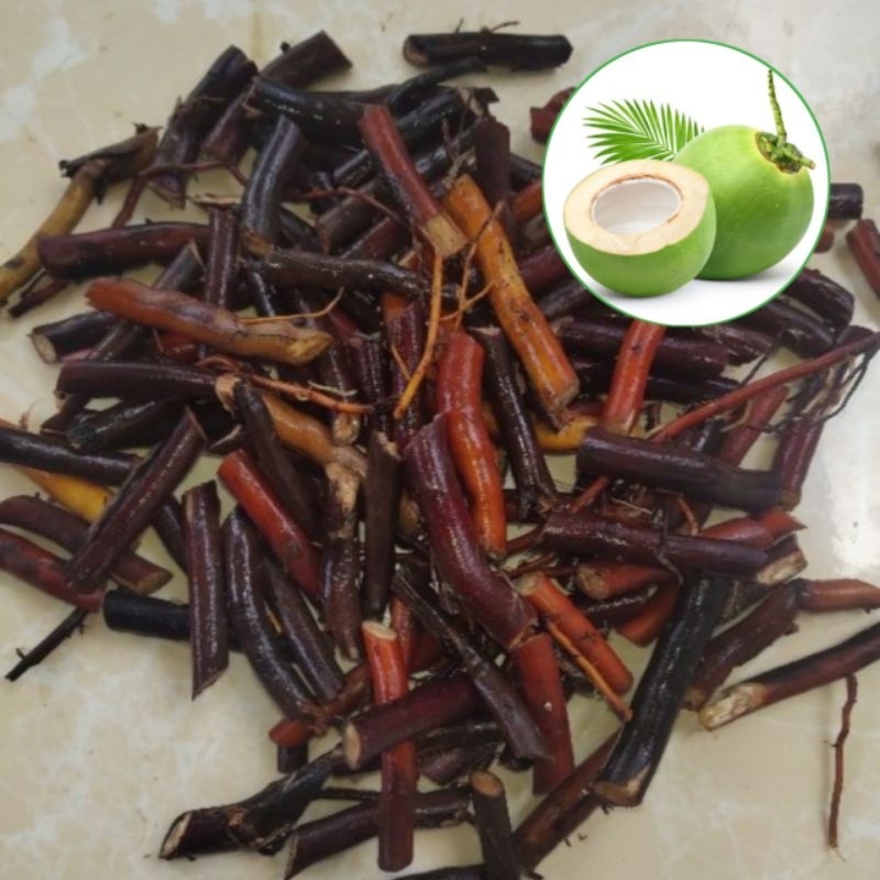 

Akar Kelapa Hijau Segar 1 Kg Organik