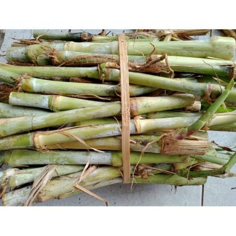 RUMPUT PAKCHONG THAILAND