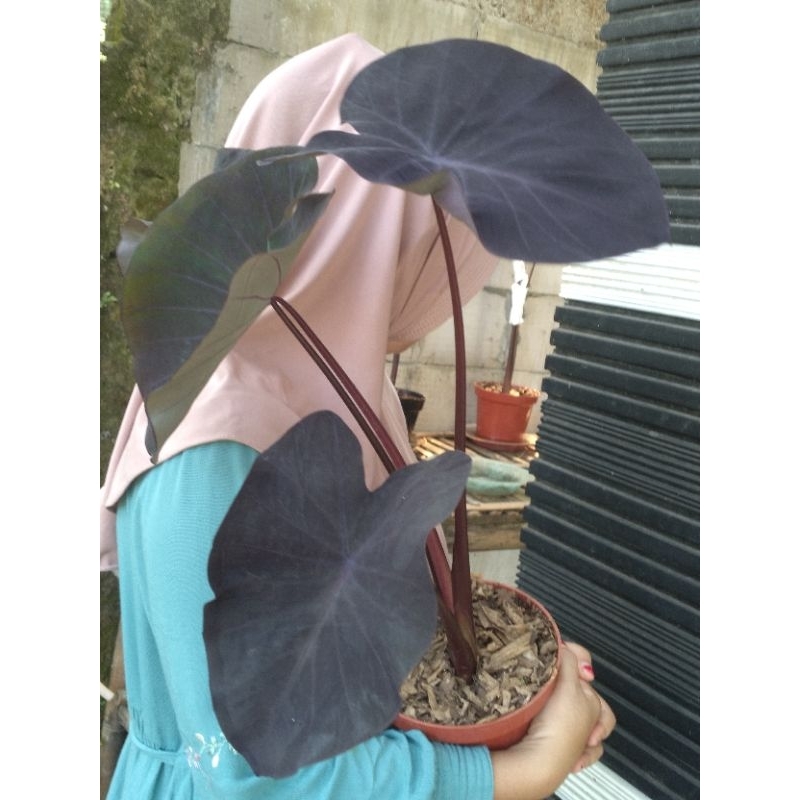 colocasia nirmala | hybrid sba original