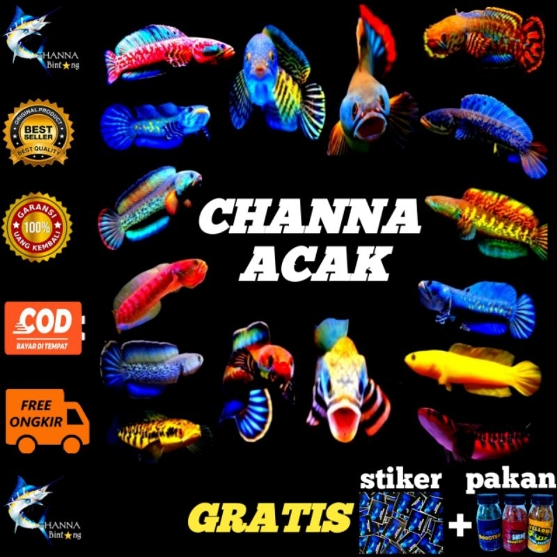 CHANNA  JUMBO All Varian Dor-prize Channa jumbo