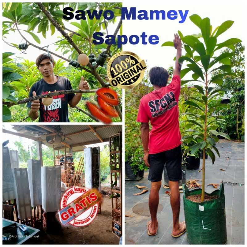 Mamey Sapote jenis LORITO hasil Sambung Susu