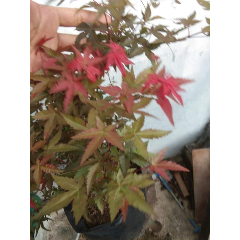 red maple lokal red panama bahan bonsai