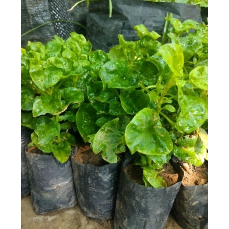 bibit bayam brazil.sayur bayam brazil mudah hidup