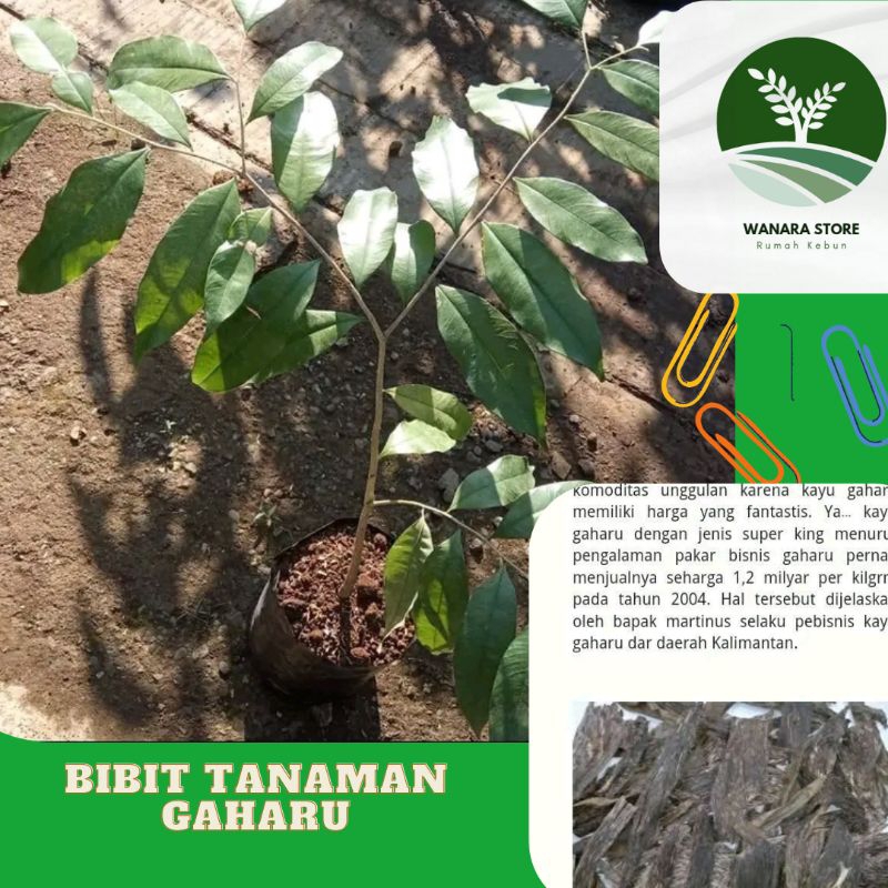 Bibit Kayu Gaharu Super Banyak Manfaat