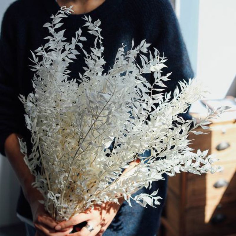 RUSKUS ITALY DRIED FLOWERS BUNGA DAUN KERING RUSKUS DF31