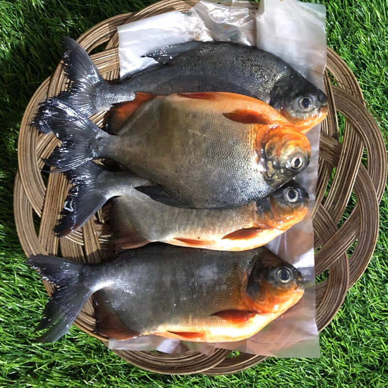 

IKAN KEMBUNG BANJAR 500gr