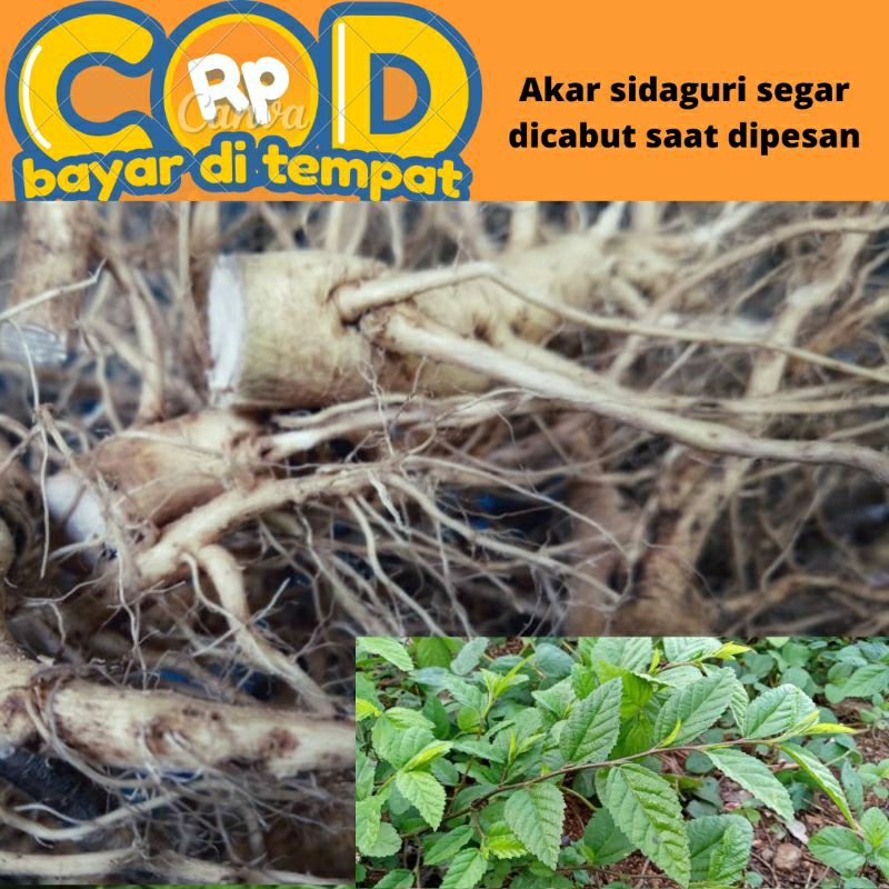 

AKAR SIDAGURI SEGAR DICABUT SAAT DI PESAN 250 GRAM