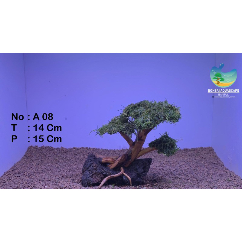 Bonsai Aquascape siap pakai Bonus mos. Free Packing Kayu