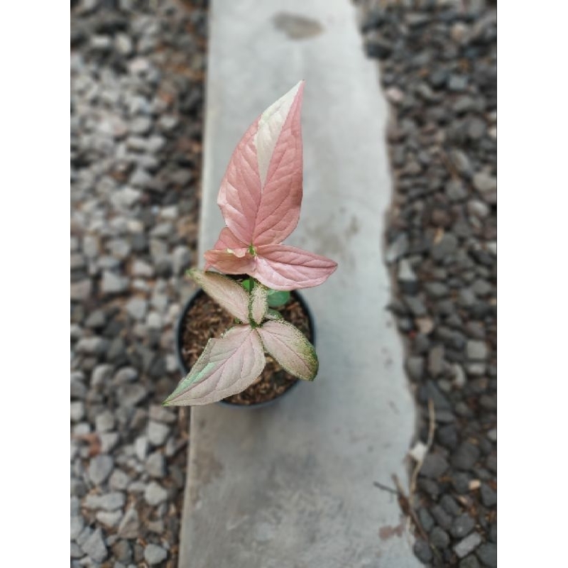 syngonium strawberry milk