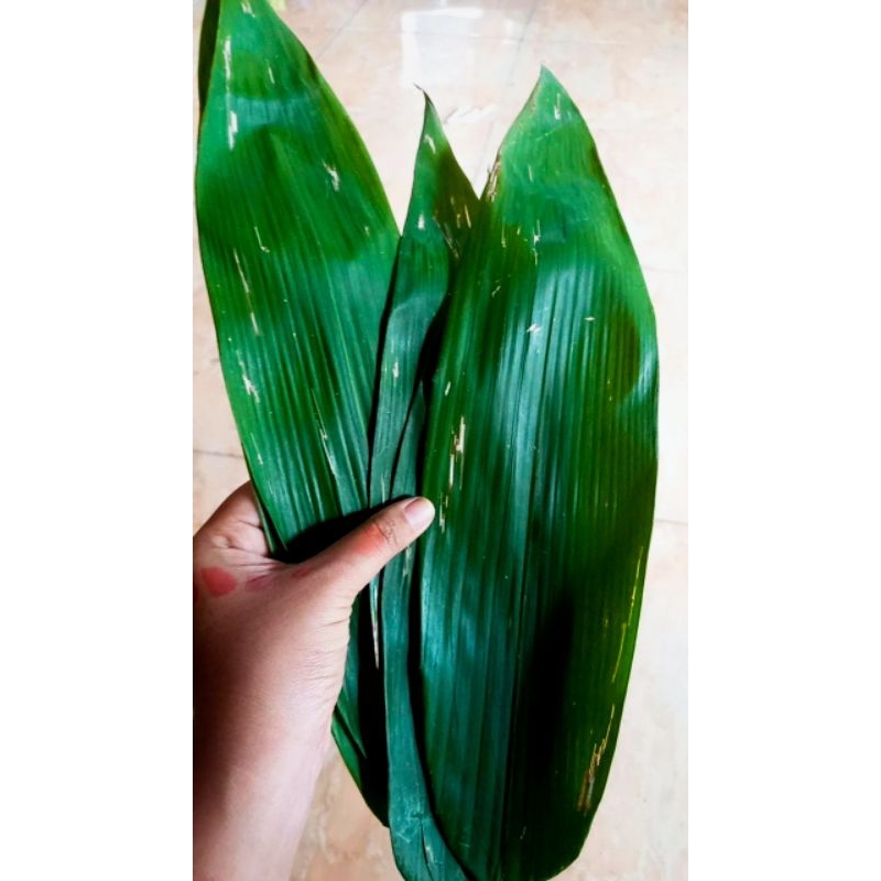 

DAUN BAKCANG/DAUNBAMBU SEGAR /PEMBUNGKUS BAKCANG / DAUN BAMBU JUMBO/TERMURAH 30 LEMBAR ! (PESAN PAKAI JNT)