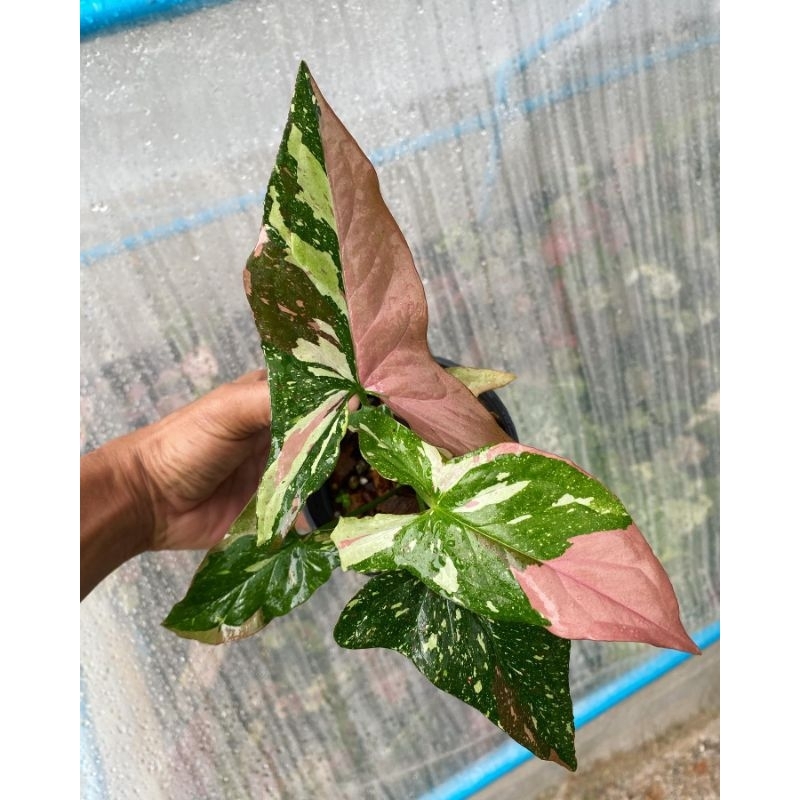 Tanaman Hias Syngonium Tricolor 3-4 daunan / singonium red spot tree colour / sengonium tri color ko